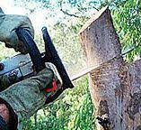 How Our Tree Care Process Works  in  Chevy Chase Heights, PA