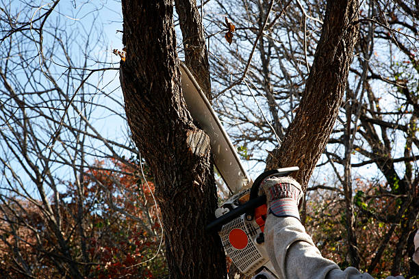 Best Tree Trimming and Pruning  in Chevy Chase Heights, PA
