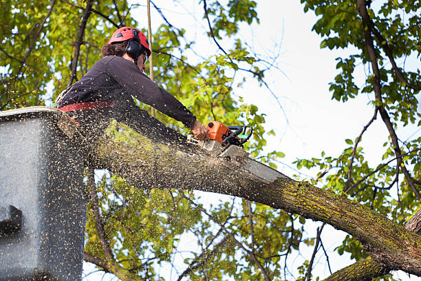 Best Tree Maintenance Programs  in Chevy Chase Heights, PA