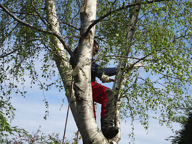  Chevy Chase Heights, PA Tree Care Pros