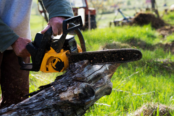 Trusted Chevy Chase Heights, PA Tree Care Experts