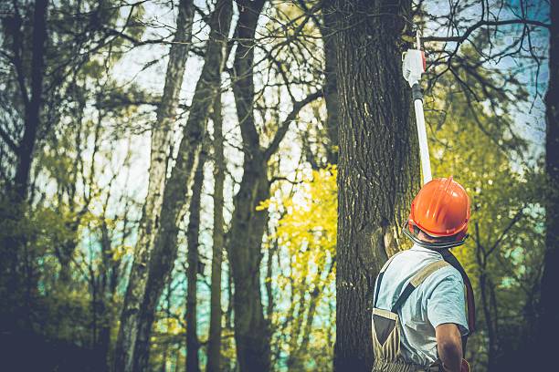 Best Soil Testing and Treatment  in Chevy Chase Heights, PA